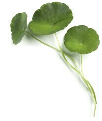 Légume vert