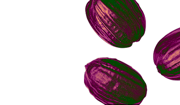Ingrédient Jojoba